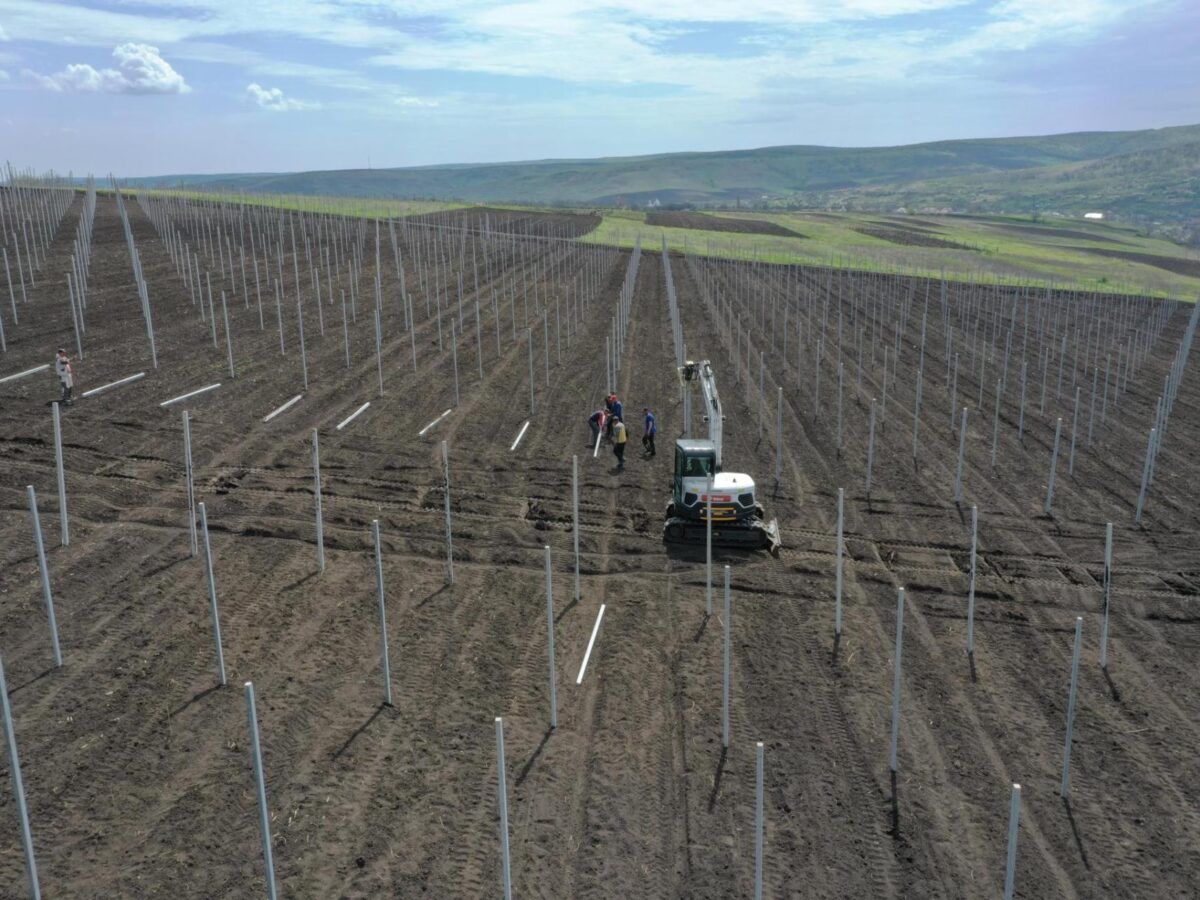 instalare șpalieri beton