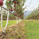 Подвой Bibaum SERRA