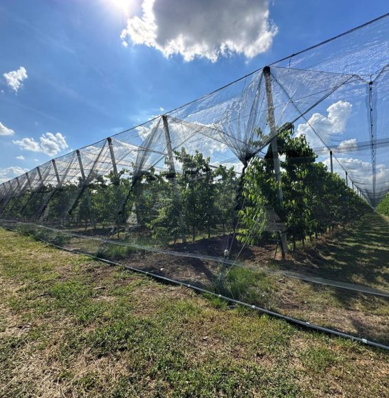 sisteme whailex poză sait